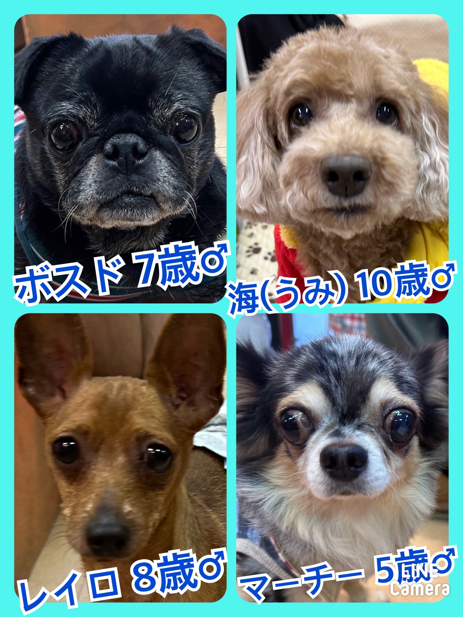 🐾今日の里親様募集中ワンコ🐶メンバーです🐾2023,11,22【保護犬カフェ天神橋店】